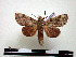  (Malocampa omaita - BC-Pth0849)  @14 [ ] Copyright (2010) Unspecified Research Collection of Paul Thiaucourt