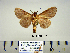  (Farigia benepicta - Bb8-7-7 B2840-71)  @11 [ ] Copyright (2010) Unspecified Research Collection of Paul Thiaucourt
