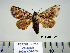  (Farigia formosa - Bb8-8-6 B2840-72)  @14 [ ] Copyright (2010) Unspecified Research Collection of Paul Thiaucourt