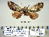  (Farigia albiviridens - Bb8-3-8 B2840-74)  @14 [ ] Copyright (2010) Unspecified Research Collection of Paul Thiaucourt