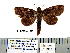  (Odoxia - Af15-1-10 B2840-82)  @11 [ ] Copyright (2010) Unspecified Research Collection of Paul Thiaucourt