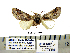  ( - Db10-5-8 B2840-85)  @11 [ ] Copyright (2010) Unspecified Research Collection of Paul Thiaucourt