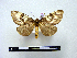  (Lobeza fassli - BC-PTh0691)  @14 [ ] Copyright (2010) Unspecified Research Collection of Paul Thiaucourt