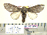  (Macrurocampa ruficornis - BC-PTh1088)  @14 [ ] CreativeCommons - Attribution (2015) Paul Thiaucourt Research Collection of Paul Thiaucourt