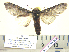  (Ianassa paradisum - BC-PTh1089)  @14 [ ] CreativeCommons - Attribution (2015) Paul Thiaucourt Research Collection of Paul Thiaucourt