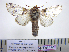  (Sericochroa felderi - BC-PTh1141)  @14 [ ] CreativeCommons - Attribution (2015) Paul Thiaucourt Research Collection of Paul Thiaucourt