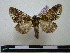  (Hardingia - BC-PTh0024)  @14 [ ] Copyright (2010) Unspecified Research Collection of Paul Thiaucourt