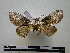 (Litodonta centigerna - BC-PTh0109)  @13 [ ] Copyright (2010) Unspecified Research Collection of Paul Thiaucourt