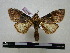  (Anita albipalpis - BC-PTh0157)  @14 [ ] Copyright (2010) Unspecified Research Collection of Paul Thiaucourt