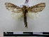  (Dicranura giacomelli - BC-PTh0202)  @13 [ ] Copyright (2010) Unspecified Research Collection of Paul Thiaucourt