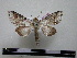  (Sericochroa tenuisoides - BC-PTh0214)  @13 [ ] Copyright (2010) Unspecified Research Collection of Paul Thiaucourt