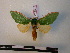 (Moresa pallidicosta - BC-PTh0275)  @14 [ ] Copyright (2010) Unspecified Research Collection of Paul Thiaucourt