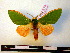  (Moresa betsi - BC-PTh0277)  @14 [ ] Copyright (2010) Unspecified Research Collection of Paul Thiaucourt