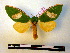  (Moresa magniplaga - BC-PTh0285)  @13 [ ] Copyright (2010) Unspecified Research Collection of Paul Thiaucourt