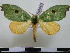  (Rosema tinae - BC-PTh0440)  @11 [ ] Copyright (2010) Unspecified Research Collection of Paul Thiaucourt