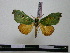  (Rosema misahualli - BC-PTh0442)  @14 [ ] Copyright (2010) Unspecified Research Collection of Paul Thiaucourt