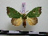  (Rosema dolorosa - BC-PTh0487)  @14 [ ] Copyright (2010) Unspecified Research Collection of Paul Thiaucourt