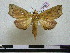  (Euxoga pistacina - BC-PTh0563)  @13 [ ] Copyright (2010) Unspecified Research Collection of Paul Thiaucourt