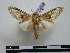  (Trumanda stigmata - BC-PTh0586)  @11 [ ] Copyright (2010) Unspecified Research Collection of Paul Thiaucourt