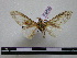  ( - BC-PTh0588)  @11 [ ] Copyright (2010) Unspecified Research Collection of Paul Thiaucourt