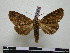  (Noctulodes - BC-PTh0606)  @11 [ ] Copyright (2010) Unspecified Research Collection of Paul Thiaucourt