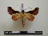  (Strophocerus hermieri - BC-PTh0643)  @11 [ ] Copyright (2010) Unspecified Research Collection of Paul Thiaucourt