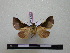  (Strophocerus milleri - BC-PTh0645)  @11 [ ] Copyright (2010) Unspecified Research Collection of Paul Thiaucourt