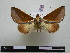  (Strophocerus lecourti - BC-PTh0655)  @11 [ ] Copyright (2010) Unspecified Research Collection of Paul Thiaucourt