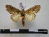  (Disphragis tapperti - BC-PTh0704)  @13 [ ] Copyright (2010) Unspecified Research Collection of Paul Thiaucourt