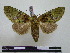  (Disphragis apparata - BC-PTh0727)  @14 [ ] Copyright (2010) Unspecified Research Collection of Paul Thiaucourt