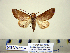  ( - Ed12-5-1 B2840-37)  @11 [ ] Copyright (2010) Unspecified Research Collection of Paul Thiaucourt