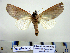  ( - Ed12-7-6 B2840-38)  @13 [ ] Copyright (2010) Unspecified Research Collection of Paul Thiaucourt