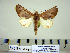  ( - Ed8-8-1 B2840-44)  @13 [ ] Copyright (2010) Unspecified Research Collection of Paul Thiaucourt
