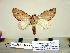  ( - Ed8-8-7 B2840-45)  @13 [ ] Copyright (2010) Unspecified Research Collection of Paul Thiaucourt