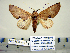  (Hemiceras torva - Ed8-3b-4 B2840-47)  @14 [ ] Copyright (2010) Unspecified Research Collection of Paul Thiaucourt