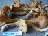  (Cantharellus cibarius var. roseocanus - TRTC157307)  @11 [ ] CreativeCommons - Attribution Non-Commercial Share-Alike (2010) Unspecified Royal Ontario Museum