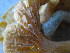  ( - TRTC157307)  @11 [ ] CreativeCommons - Attribution Non-Commercial Share-Alike (2010) Unspecified Royal Ontario Museum