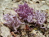  (Clavaria zollingeri - TRTC157284)  @11 [ ] CreativeCommons - Attribution Non-Commercial Share-Alike (2010) Unspecified Royal Ontario Museum