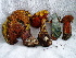  ( - TRTC157264)  @11 [ ] CreativeCommons - Attribution Non-Commercial Share-Alike (2010) Unspecified Royal Ontario Museum