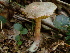  (Boletellus intermedius - TRTC157272)  @11 [ ] CreativeCommons - Attribution Non-Commercial Share-Alike (2010) Unspecified Royal Ontario Museum