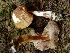  (Porphyrellus gracilis - TRTC157274)  @11 [ ] CreativeCommons - Attribution Non-Commercial Share-Alike (2010) Unspecified Royal Ontario Museum