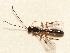  ( - RMNH.INS.593868)  @13 [ ] CreativeCommons - Attribution Share-Alike (2013) Jeremy Miller Naturalis Biodiversity Center