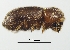  (Hypothenemus sp. 11 - Scol11-7)  @13 [ ] CreativeCommons - Attribution Non-Commercial Share-Alike (2011) Jiri Hulcr NCSU Insect Research Museum,