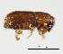  (Cyrtogenius - Scol37-12)  @13 [ ] CreativeCommons - Attribution Non-Commercial Share-Alike (2011) Jiri Hulcr NCSU Insect Research Museum,