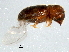  ( - Scol10-10)  @13 [ ] CreativeCommons - Attribution (2011) CBG Photography Group Centre for Biodiversity Genomics