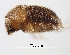  (Cryphalus sp. 1113 - Scol1113-18)  @13 [ ] CreativeCommons - Attribution Non-Commercial Share-Alike (2011) Jiri Hulcr NCSU Insect Research Museum,