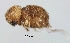  (Cryphalus sp. 1114 - Scol1114-20)  @12 [ ] CreativeCommons - Attribution Non-Commercial Share-Alike (2011) Jiri Hulcr NCSU Insect Research Museum,