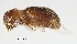  (Hypothenemus sp. 1121 - Scol1121-33)  @14 [ ] CreativeCommons - Attribution Non-Commercial Share-Alike (2011) Jiri Hulcr NCSU Insect Research Museum,