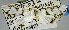  ( - USNM ENT 00733427)  @11 [ ] CreativeCommons - Attribution Share-Alike (2018) Unspecified Smithsonian Institution