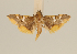  (Prophantis sp - USNM ENT 00475784)  @14 [ ] Unspecified (default): All Rights Reserved  Unspecified Unspecified